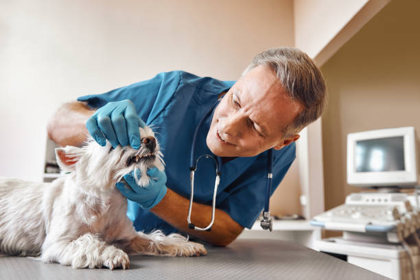 Best Emergency Dental Services for Seniors in Lake Oswego, OR